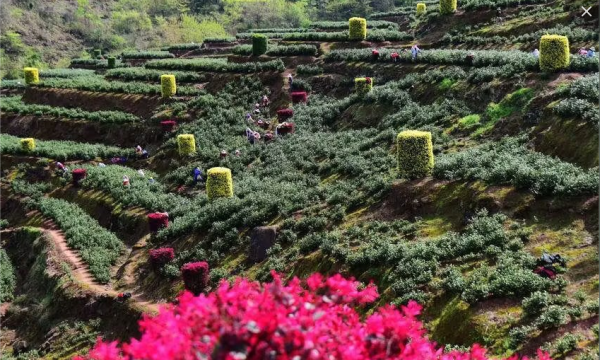 春茶采摘忙  阳光财险来护航